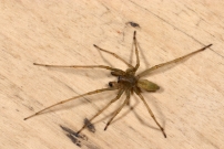 La Cheiracanthe. Un mle (Araneae - Cheiracanthiidae - Cheiracanthium mildei)